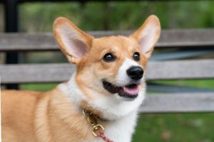 Chăm sóc chó Corgi toàn diện - bí quyết cho người mới bắt đầu - Bệnh viện Thú Y Thi Thi TP HCM