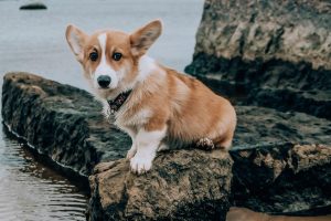 Chó Con Corgi Màu Nâu Và Trắng Ngồi Trên Tảng đá Nâu Gần Vùng Nước · Ảnh có  sẵn miễn phí