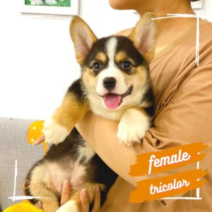 Corgi lông dài mã R9S0T