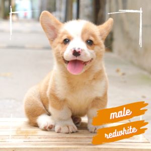 Corgi lông dài mã U1V2W