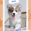 Corgi lông dài mã P5Q6R 3 corgi long dai 22