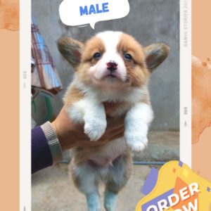 Corgi lông dài mã V9W0X
