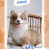 Corgi lông dài mã Y1Z2A 3 corgi long dai 25