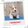 Corgi lông dài mã H7I8J 2 corgi long dai 28