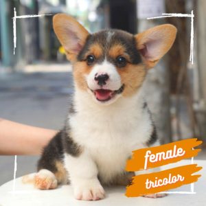 Corgi lông dài mã Z7A8B