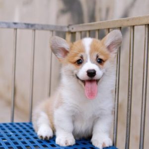 Corgi lông ngắn mã D9E0F