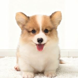 Corgi lông ngắn mã B5C6D