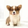 Corgi lông ngắn mã E7F8G 2 corgi long ngan 23