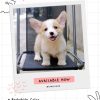 Corgi lông ngắn mã N3O4P 2 corgi long ngan 26