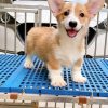 Corgi lông ngắn mã W9X0Y 2 corgi long ngan 29