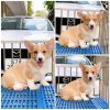 Corgi lông ngắn mã Z1A2B 2 corgi long ngan 30
