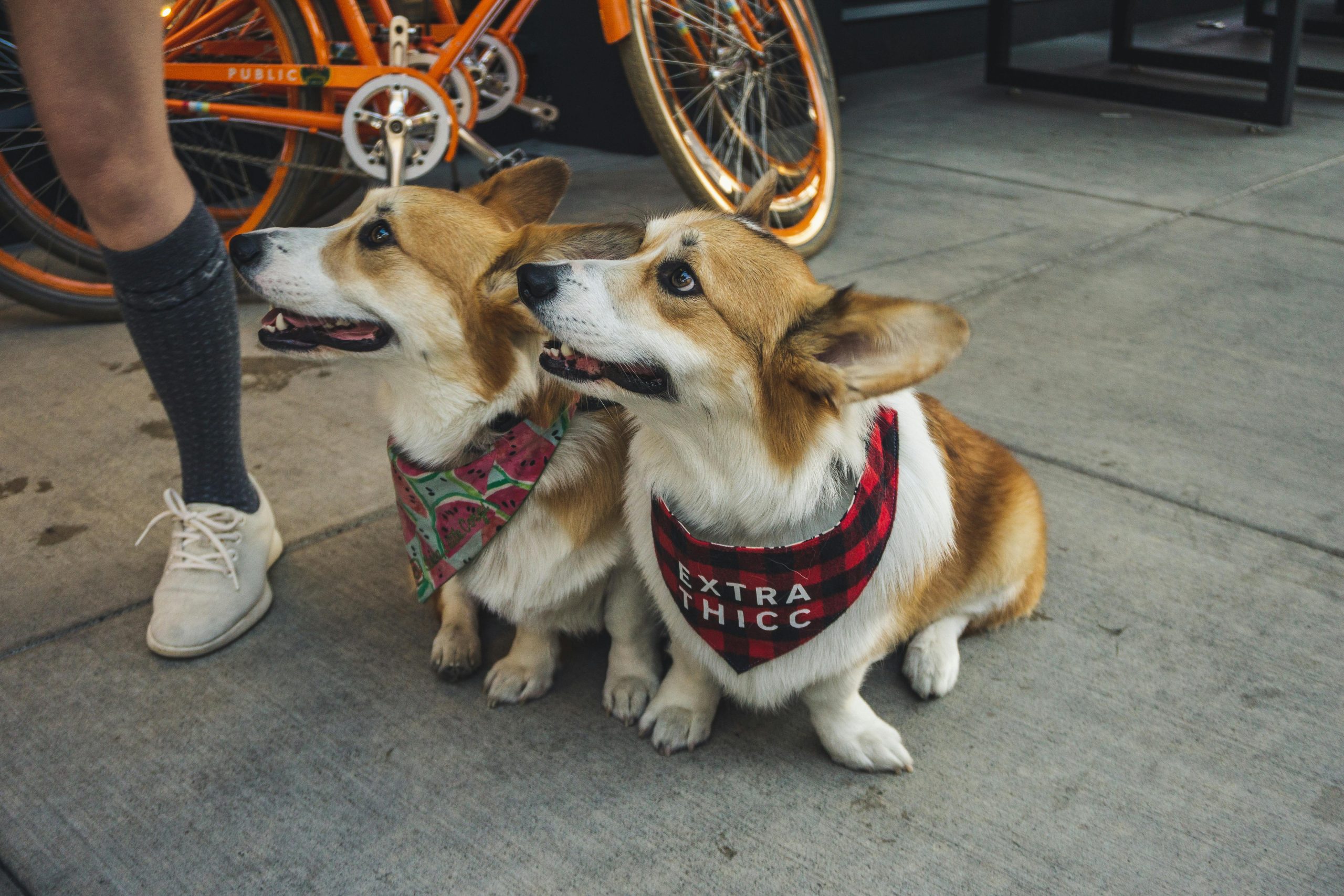 Chế độ dinh dưỡng cho Corgi con 0-6 tháng tuổi 10 Hai Chú Chó Corgi đang Ngồi Trên Vỉa Hè · Ảnh có sẵn miễn phí