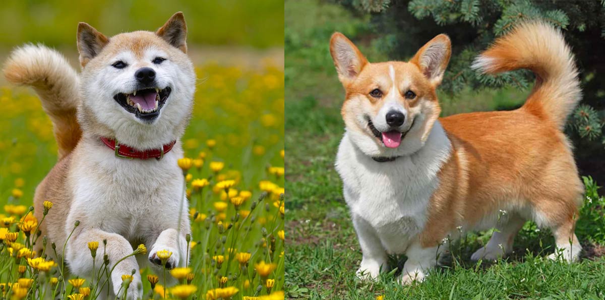 So sánh Corgi nhập khẩu và Corgi sinh tại Việt Nam 13 Top 10 Chó Corgi Lai phổ biến: Ngoại hình siêu độc lạ
