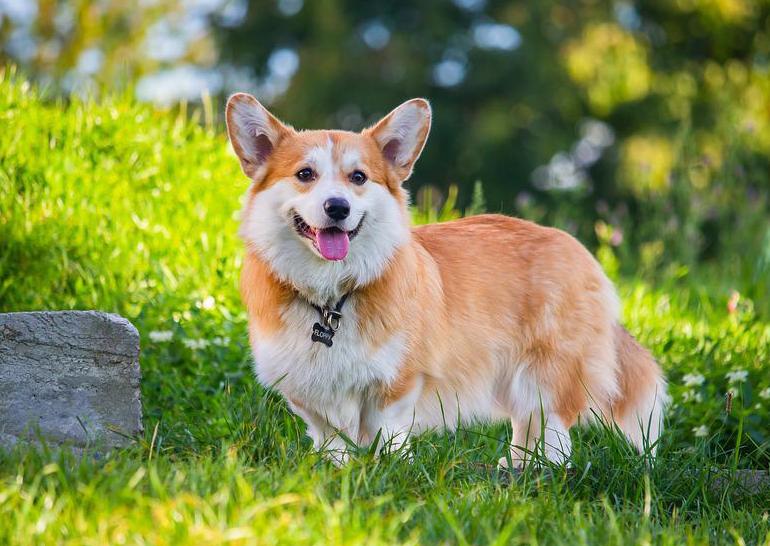 So sánh Corgi nhập khẩu và Corgi sinh tại Việt Nam 12 Chó Corgi - Nguồn gốc, đặc điểm và cách chăm sóc tốt nhất